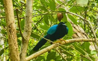 yucatan ghiandaia uccello uccelli nel alberi tropicale giungla natura Messico. foto