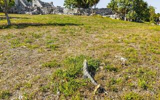 iguana sull'erba rovine di tulum sito maya tempio piramidi messico. foto