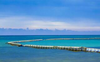 alga marina sargazo netto caraibico spiaggia acqua playa del Carmen Messico. foto