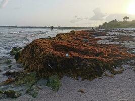 molto disgustoso rosso alga marina sargazo spiaggia con spazzatura inquinamento Messico. foto