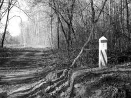 la bella foto mostra un vecchio albero rotto