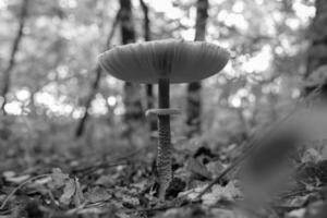 fotografia a tema bellissimo fungo amanita muscaria nella foresta foto