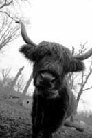 bufalo in piedi sull'erba verde sporca nel parco per il bestiame foto