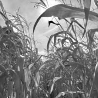 campo di grano raccolto in terra bruna in aperta campagna natura foto