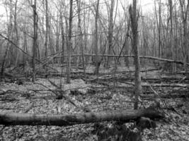 la bella foto mostra un vecchio albero rotto