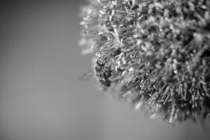selvaggio bellezza fiore allium echinops cardo con ape fioritura nel campo foto