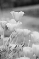 papavero in fiore con foglie verdi, natura naturale vivente foto