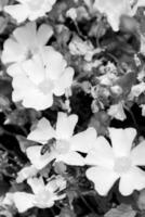 camomilla fiore in fiore con foglie, natura vivente naturale foto