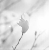 magnolia fiore in fiore con foglie verdi, natura vivente naturale foto