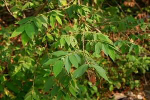 ciliegia pianta o muntigia calabura quale è pieno di le foglie foto