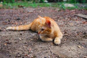 ritratto di un' carino domestico Oren gattino foto