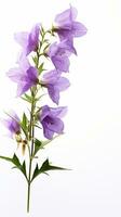 foto di bellissimo campanula isolato su bianca sfondo. generativo ai