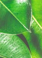 foglie di ficus elastica con gocce d'acqua da vicino sullo sfondo della natura