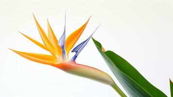 foto di bellissimo strelitzia fiore isolato su bianca sfondo. generativo ai