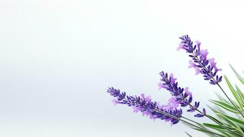 foto di bellissimo lavanda fiore isolato su bianca sfondo. generativo ai