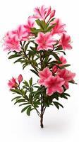 foto di bellissimo azalea fiore isolato su bianca sfondo. generativo ai