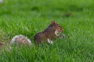 scoiattoli che giocano nel parco luglio 2019 foto