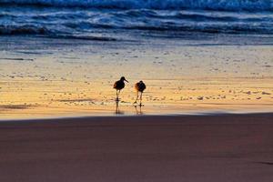 tramonto a playa del rosarito - spiaggia di rosarito, messico 2019 foto