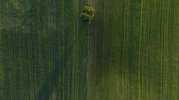 albero solitario sui prati verdi foto