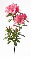 foto di bellissimo azalea fiore isolato su bianca sfondo. generativo ai