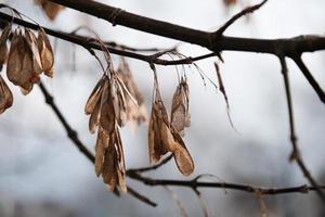 semi di frassino secco marrone foto