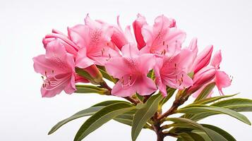 foto di bellissimo rododendro fiore isolato su bianca sfondo. generativo ai