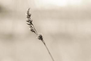 primo piano dello stelo di grano nel vento foto