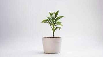 foto di fleur-de-lis fiore nel pentola isolato su bianca sfondo. generativo ai