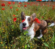 giovane welsh corgi cardigan cane nel campo di papaveri freschi. foto