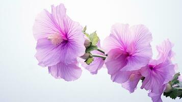 foto di bellissimo altea rosata fiore isolato su bianca sfondo. generativo ai