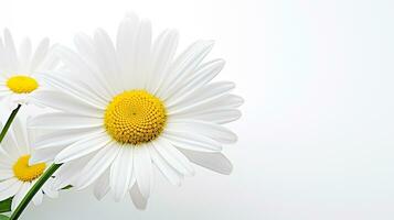 foto di bellissimo shasta margherita fiore isolato su bianca sfondo. generativo ai