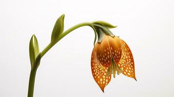 foto di bellissimo Fritillaria fiore isolato su bianca sfondo. generativo ai