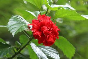 fiore di ibisco rosso in giardino foto