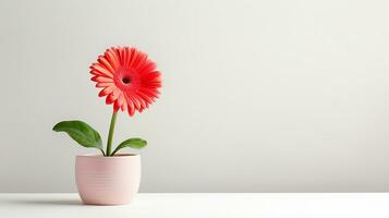 foto di gerbera fiore nel pentola isolato su bianca sfondo. generativo ai