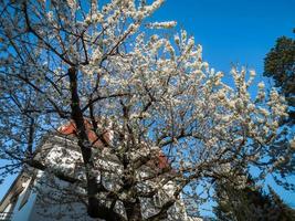 vecchie case in una zona residenziale di strasburgo. primavera, alberi in fiore. foto