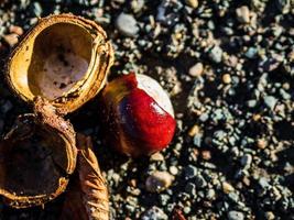 castagne mature cadute a terra e spaccate. foto