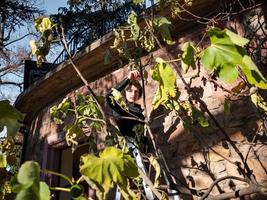 una ragazza sulle scale raccoglie i fichi dall'albero. foto