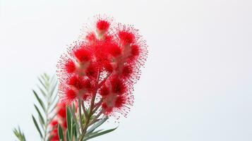 foto di bellissimo bottlebrush fiore isolato su bianca sfondo. generativo ai