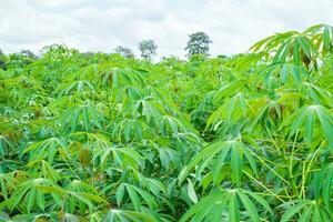 la manioca, nei campi di manioca nella stagione delle piogge, ha vegetazione e freschezza. mostra la fertilità del suolo, foglia di manioca verde foto