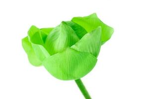 fiore di loto verde fresco a sfondo bianco