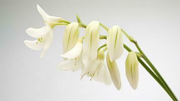 foto di bellissimo dell'olandese calzoni fiore isolato su bianca sfondo. generativo ai