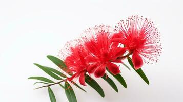 foto di bellissimo bottlebrush fiore isolato su bianca sfondo. generativo ai