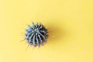 sfondo da un cactus su uno sfondo giallo. struttura della pianta con spine