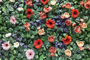 sfondo di crisantemi rossi e rosa artificiali primaverili e rose di peonia in giardino. primavera. muro fiorito. foto