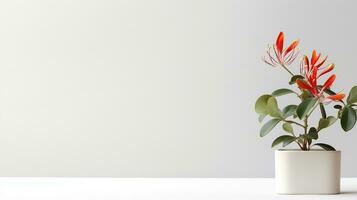 foto di caprifoglio fiore nel pentola isolato su bianca sfondo. generativo ai