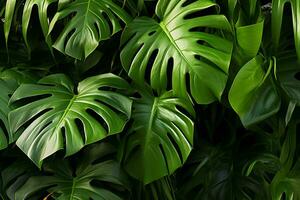 Immagine di il lussureggiante e esotico bellezza di Monstera impianti foto