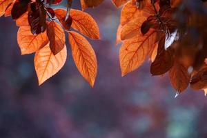 foglie rosse dell'albero nella natura nella stagione autunnale sfondo rosso foto