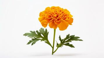 foto di bellissimo calendula fiore isolato su bianca sfondo. generativo ai