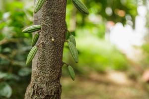 piccolo baccello di cacao giovane sull'albero di cacao foto
