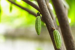 piccolo baccello di cacao giovane sull'albero di cacao foto